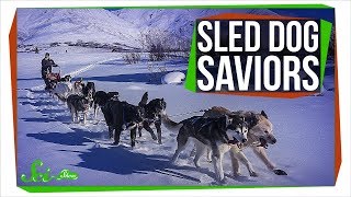 When Sled Dogs Saved an Alaskan Town [upl. by Dulci]