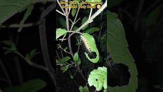 Tulsi plant care  Benefits of Holy Basil  Tulsi Plant growing holybasil herbs tulasiplant [upl. by Aicirt]