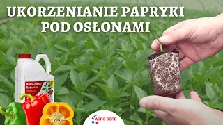 Ukorzenianie papryki pod osłonami  Aminokwasy  AgroSorb Radiculum [upl. by Sheley660]