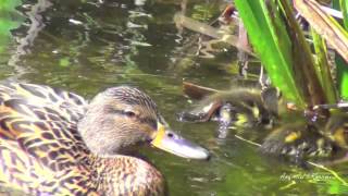 Cute ducks babies swimming in a pond [upl. by Francoise]