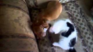 Cat given dog a bj [upl. by Herby]