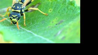 Französische Feldwespe Polistes dominula wwwTierportraetch [upl. by Close]