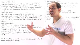 Types of RNA [upl. by Christoffer]