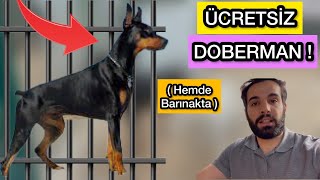 Ücretsiz DOBERMAN ALMAK  Değerli Köpekler [upl. by Lorelle]