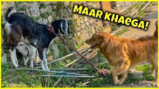 Bakri 🐐 pelegi Max ko Aaj 😂🥹THEHIMALAYANHUSKY [upl. by Weikert]