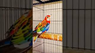 Rosella parrot pair happy to meet each other and singing mating song shorts [upl. by Misa]