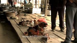 Locally bred live chicken on sale at Senapati bazaar Manipur [upl. by Olly226]