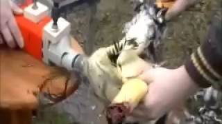 Chicken plucker drill poultry plucker  its easy and quick [upl. by Notlem]