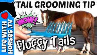 HORSE TAIL GROOMING TIP Shows How to Properly Comb a Horse Tail  Horse Tail Care [upl. by Olvan12]