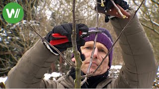 Der Garten im Februar  Baumschnitt an einem jungen und einem alten Obstbaum [upl. by Bucky651]