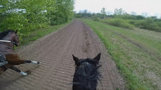 Gallop Sparing with FAST Speed average 55 KmH GOPRO 5 [upl. by O'Callaghan46]