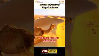 camel exploiting physics rules centerofgravity force balance viralvideo science shorts [upl. by Akiner]