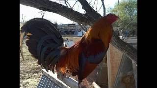 El gallo de mil palenques [upl. by Jordison]