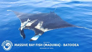 Massive Ray Fish Maduwa  Batoidea  Very Rare Fish  Ocean Brothers  SriLanka 🌊 🐟 [upl. by Aiekam]