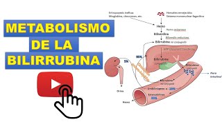 METABOLISMO DE LA BILIRRUBINA ¡FACÍL Y SENCILLO [upl. by Ahseinaj]