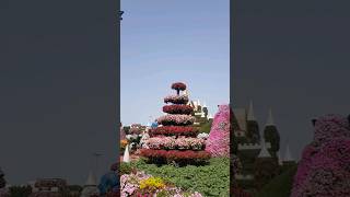 Miracle Garden Dubai The Largeat Flower Garden shivaadhikari3366 [upl. by Bolitho]