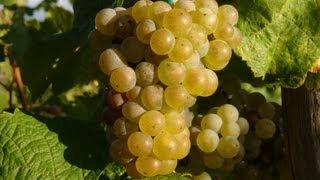 Moezelwijn  wijnbouw aan de Moezel  Duitsland  Wijn  Riesling  BernkastelKues  Cochem  Trier [upl. by Dranoel]