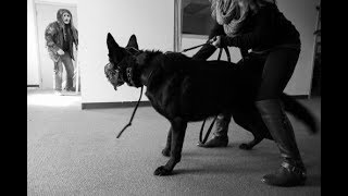 Attack Trained German Shepherd Real Training Fast Reflexes K91com [upl. by Jaquenette757]