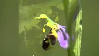 Orchid pollination 9 Pollination of Ophrys apifera the bee orchid [upl. by Marteena869]