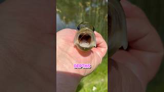 Bass Fishing For Beginners  SUMMER Fishing Tips shorts fishing [upl. by Drusus]