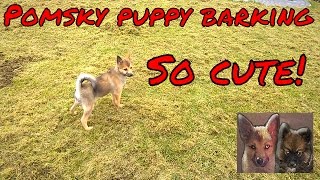 Pomsky puppy barking and protecting his territory [upl. by Australia]