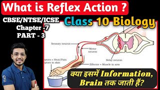 What is Reflex Action  Control and Coordination  Class 10 Biology [upl. by Aracaj]