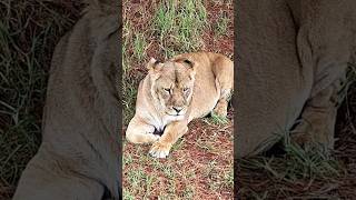 Powerful Lioness Roar – Hear the Queen of the Jungleshortfeed shortvideo shorts [upl. by Akered]