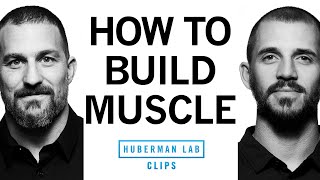 How to Build Muscle  Dr Andy Galpin amp Dr Andrew Huberman [upl. by Kreegar]