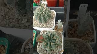 Aylostera pulchella Rebutia pulchella Кактусы цетут [upl. by Jaan]