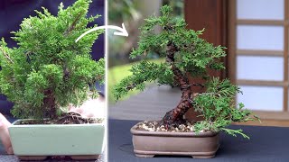 Making a Juniper Bonsai [upl. by Droffilc]