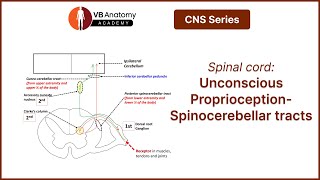 Spinal cord Unconscious ProprioceptionSpinocerebellar tracts [upl. by Apfelstadt665]