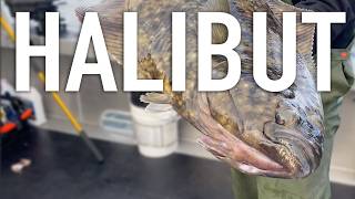 THIS is Halibut fishing in Homer Alaska [upl. by Hoisch]