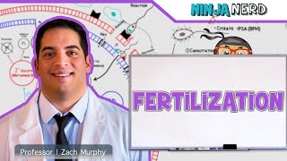 fertilization process in humanfertilization kasa hoti ha viralvideo fertilization [upl. by Aicel577]