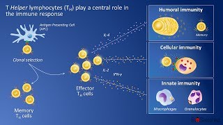 CD4 T Helper cells and immune response [upl. by Barhos]