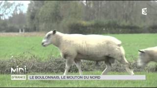 ANIMAUX  le boulonnais le mouton du nord [upl. by Htims785]