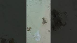 Beach day beautyofnature sea waves asmrsounds watersounds calm therapy beach cebu bliss [upl. by Baron]