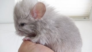 Holding a 1DayOld Chinchilla [upl. by Enyt993]