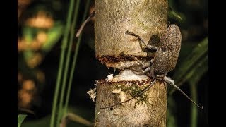 SerraPau Uma praga nas árvores frutíferas A tree cutter insect A plague on fruit trees [upl. by Soirtimid]