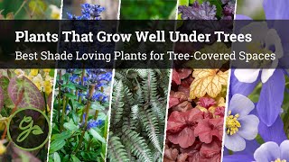 Plants That Grow Well Under Trees  8 Best Shade Loving Plants for TreeCovered Spaces [upl. by Annid732]