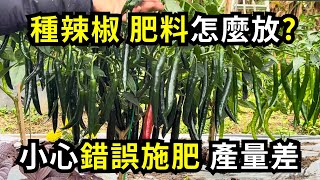 種辣椒如何施肥比較好小心錯誤施肥方法，根系容易肥傷，辣椒產量差 阿星種植 [upl. by Atte]