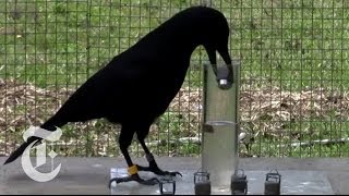 How Smart Are Crows  ScienceTake  The New York Times [upl. by Lichtenfeld]