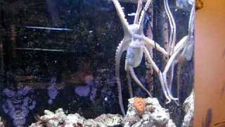 KaySoh  Octopus Briareus Playing with Plastic Ice Cube [upl. by Sifan375]