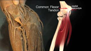 Forearm Flexor Compartment Superficial Muscles  Anatomy Tutorial [upl. by Asiral]