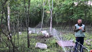 Using Goats to Graze Brush and Invasive Plants [upl. by Anelis]