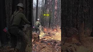 Worlds Biggest Tree Falls Satisfying Tree Removal😳 [upl. by Araihc]