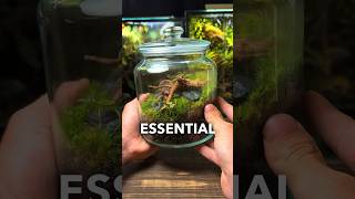 3 ESSENTIAL Terrarium Tips For Beginners [upl. by Edieh]