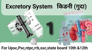 Urinary System in hindi  उत्सर्जन तंत्र  Excretory System In Hindi  kidney  Nephrons  Bladder [upl. by Erena]