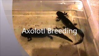 Axolotl Breeding [upl. by Norvin]