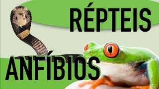 Zoologia  Cordados Anfíbios e Répteis [upl. by Ahsehyt406]