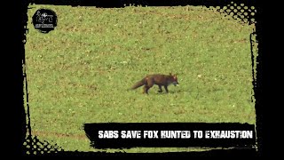 Sabs save fox hunted to exhaustion [upl. by Egroj493]